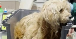 Illustration de l'article : Retrouvé attristé dans un buisson, ce chien fidèle avait attendu son maître décédé pendant des semaines