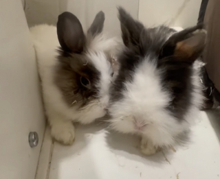 Illustration de l'article : &laquo; Ils &eacute;taient en tr&egrave;s mauvais &eacute;tat&hellip; &raquo;, 2 lapins en souffrance sont abandonn&eacute;s pr&egrave;s d&rsquo;une poubelle avant de rencontrer une h&eacute;ro&iuml;ne du quotidien (vid&eacute;o)