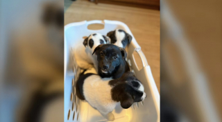 Illustration de l'article : Apr&egrave;s des ann&eacute;es de combat contre le cancer, une femme d&eacute;cide de consacrer sa vie aux chiens malades et abandonn&eacute;s (vid&eacute;o)