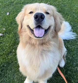 Illustration de l'article : &laquo; Pensez-vous qu'il ait compris ? &raquo;, un toutou malin apprend &agrave; jouer au morpion et sait surtout comment gagner toutes les friandises ! (vid&eacute;o)