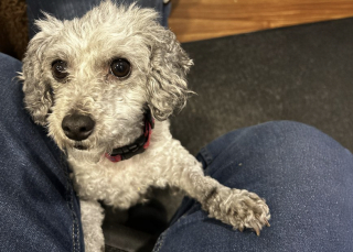 Illustration de l'article : &laquo; C'est notre autre chien qui nous l'a envoy&eacute;e &raquo;, apr&egrave;s la disparition de son Schnauzer, un couple offre la meilleure vie &agrave; une chienne sauv&eacute;e de maltraitance