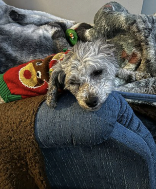 Illustration de l'article : &laquo; C'est notre autre chien qui nous l'a envoy&eacute;e &raquo;, apr&egrave;s la disparition de son Schnauzer, un couple offre la meilleure vie &agrave; une chienne sauv&eacute;e de maltraitance