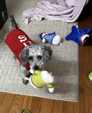 Illustration de l'article : &laquo; C'est notre autre chien qui nous l'a envoy&eacute;e &raquo;, apr&egrave;s la disparition de son Schnauzer, un couple offre la meilleure vie &agrave; une chienne sauv&eacute;e de maltraitance