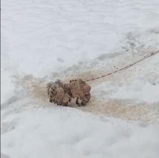 Illustration de l'article : &laquo; C'est notre autre chien qui nous l'a envoy&eacute;e &raquo;, apr&egrave;s la disparition de son Schnauzer, un couple offre la meilleure vie &agrave; une chienne sauv&eacute;e de maltraitance