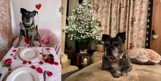 Illustration de l'article : D&eacute;couverte seule par un agent immobilier dans un appartement, cette chienne souffrant d'anxi&eacute;t&eacute; de s&eacute;paration retrouve l'espoir apr&egrave;s 500 jours d'attente