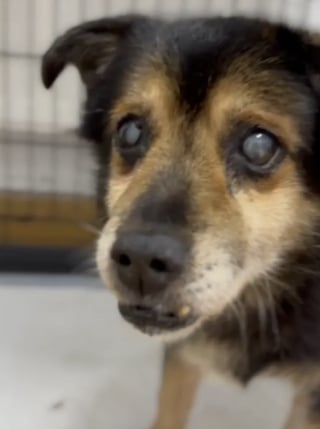 Illustration de l'article : Des adolescents sensibles &agrave; la d&eacute;tresse d&rsquo;un vieux chien sourd, aveugle et abandonn&eacute; dans une station de lavage l'aident &agrave; trouver un endroit s&ucirc;r (vid&eacute;o)