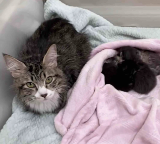 Illustration de l'article : Une famille voit une chatte errante sur le point de mettre bas, et prend une décision honorable qui change sa vie