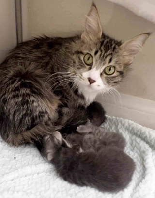 Illustration de l'article : Une famille voit une chatte errante sur le point de mettre bas, et prend une décision honorable qui change sa vie