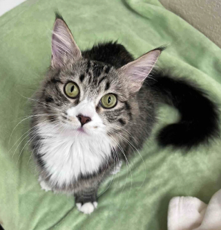 Illustration de l'article : Une famille voit une chatte errante sur le point de mettre bas, et prend une décision honorable qui change sa vie