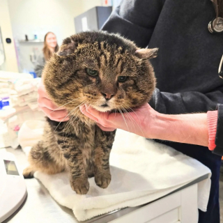 Illustration de l'article : Compar&eacute; au mafieux Al Capone pour son air de dur &agrave; cuire, ce matou au c&oelig;ur tendre est enfin pr&ecirc;t &agrave; &ecirc;tre adopt&eacute;