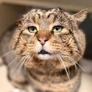 Illustration de l'article : Compar&eacute; au mafieux Al Capone pour son air de dur &agrave; cuire, ce matou au c&oelig;ur tendre est enfin pr&ecirc;t &agrave; &ecirc;tre adopt&eacute;