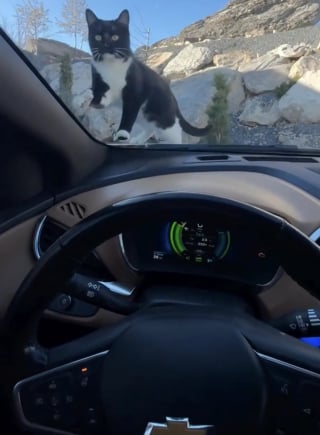 Illustration de l'article : Un chat fac&eacute;tieux d&eacute;cide de surprendre l'amie de ses humains et s'offre un tour du quartier sur le toit de sa voiture (vid&eacute;o)