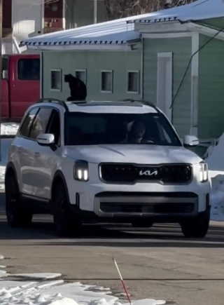 Illustration de l'article : Un chat fac&eacute;tieux d&eacute;cide de surprendre l'amie de ses humains et s'offre un tour du quartier sur le toit de sa voiture (vid&eacute;o)