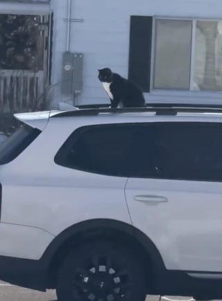 Illustration de l'article : Un chat fac&eacute;tieux d&eacute;cide de surprendre l'amie de ses humains et s'offre un tour du quartier sur le toit de sa voiture (vid&eacute;o)