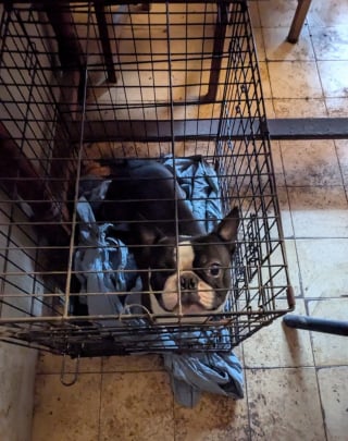 Illustration de l'article : Les chiens de cet &eacute;levage insalubre rongeaient les barreaux rouill&eacute;s de leurs cages, ils voient la lumi&egrave;re du soleil pour la premi&egrave;re fois