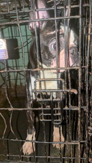 Illustration de l'article : Les chiens de cet &eacute;levage insalubre rongeaient les barreaux rouill&eacute;s de leurs cages, ils voient la lumi&egrave;re du soleil pour la premi&egrave;re fois