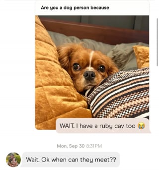 Illustration de l'article : « Quand peuvent-ils se rencontrer ? », 2 propriétaires de Cavalier King Charles se rapprochent grâce à leurs toutous et finissent par tomber amoureux (vidéo)