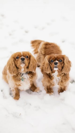 Illustration de l'article : « Quand peuvent-ils se rencontrer ? », 2 propriétaires de Cavalier King Charles se rapprochent grâce à leurs toutous et finissent par tomber amoureux (vidéo)
