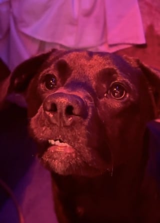 Illustration de l'article : &laquo; Terriblement inquiet pour lui &raquo;, un homme distribuant des prospectus pour retrouver son chien ne doute pas que celui-ci l&rsquo;attend tout pr&egrave;s (vid&eacute;o)