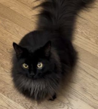 Illustration de l'article : Un facteur essaie de livrer le courrier, mais un chat noir espi&egrave;gle s&rsquo;amuse &agrave; compliquer sa t&acirc;che (vid&eacute;o)