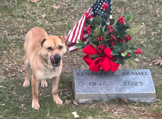 Illustration de l'article : Les visiteurs d&rsquo;un cimeti&egrave;re sont intrigu&eacute;s et attendris par ce chien qui s&rsquo;assied chaque jour devant une tombe, comme s&rsquo;il attendait quelqu&rsquo;un