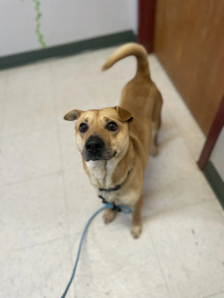 Illustration de l'article : Les visiteurs d&rsquo;un cimeti&egrave;re sont intrigu&eacute;s et attendris par ce chien qui s&rsquo;assied chaque jour devant une tombe, comme s&rsquo;il attendait quelqu&rsquo;un