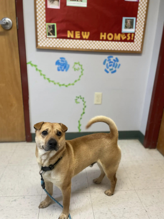 Illustration de l'article : Les visiteurs d&rsquo;un cimeti&egrave;re sont intrigu&eacute;s et attendris par ce chien qui s&rsquo;assied chaque jour devant une tombe, comme s&rsquo;il attendait quelqu&rsquo;un