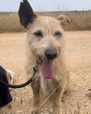 Illustration de l'article : Il a suffi d'une promenade avec une vacancière pour changer le destin d'un vieux chien, qui attendait depuis 2 ans au refuge (vidéo)