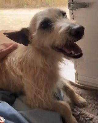 Illustration de l'article : Il a suffi d'une promenade avec une vacancière pour changer le destin d'un vieux chien, qui attendait depuis 2 ans au refuge (vidéo)