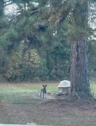 Illustration de l'article : Encha&icirc;n&eacute;e seule &agrave; un arbre sans eau ni nourriture, cette chienne remue la queue &agrave; l&rsquo;approche de randonneurs d&eacute;cid&eacute;s &agrave; la sauver
