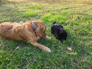 Illustration de l'article : En choisissant une chienne pour meilleure amie, cette chatte errante tr&egrave;s m&eacute;fiante s'offre un toit et se met &agrave; l'abri du besoin