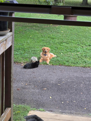 Illustration de l'article : En choisissant une chienne pour meilleure amie, cette chatte errante tr&egrave;s m&eacute;fiante s'offre un toit et se met &agrave; l'abri du besoin