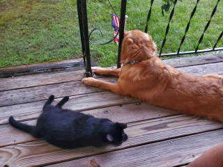 Illustration de l'article : En choisissant une chienne pour meilleure amie, cette chatte errante tr&egrave;s m&eacute;fiante s'offre un toit et se met &agrave; l'abri du besoin