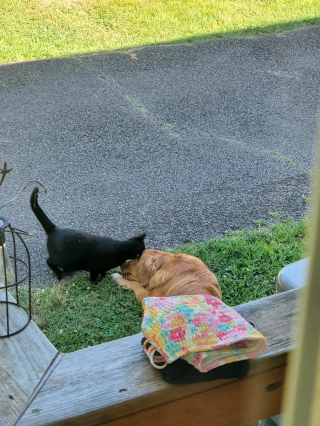Illustration de l'article : En choisissant une chienne pour meilleure amie, cette chatte errante tr&egrave;s m&eacute;fiante s'offre un toit et se met &agrave; l'abri du besoin