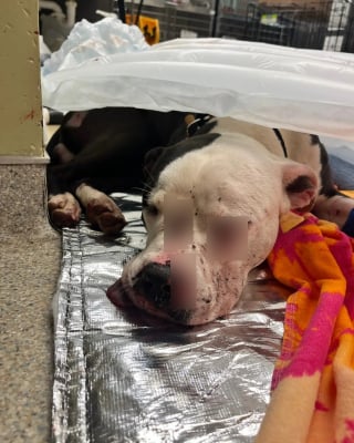 Illustration de l'article : Retrouv&eacute; couvert de sang dans la rue, un Pitbull se rel&egrave;ve et accepte doucement les gestes rassurants des humains