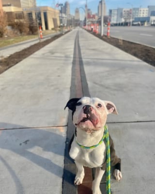 Illustration de l'article : Retrouvé couvert de sang dans la rue, un Pitbull se relève et accepte doucement les gestes rassurants des humains