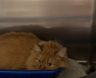 Illustration de l'article : Les b&eacute;n&eacute;voles d'un refuge ne peuvent retenir leurs larmes en voyant cette chatte partir avec ses adoptants apr&egrave;s avoir longtemps &eacute;t&eacute; ignor&eacute;e (vid&eacute;o)