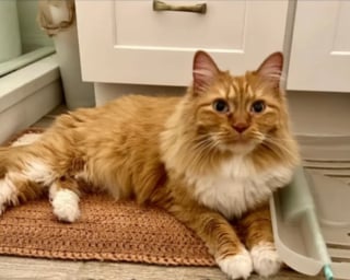 Illustration de l'article : Les b&eacute;n&eacute;voles d'un refuge ne peuvent retenir leurs larmes en voyant cette chatte partir avec ses adoptants apr&egrave;s avoir longtemps &eacute;t&eacute; ignor&eacute;e (vid&eacute;o)