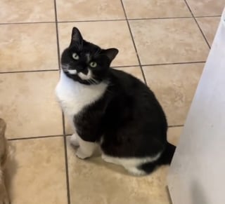 Illustration de l'article : Ce chat gourmand pense se r&eacute;galer en entendant son humaine ouvrir une bo&icirc;te mais d&eacute;chante rapidement en d&eacute;couvrant le contenu (vid&eacute;o)