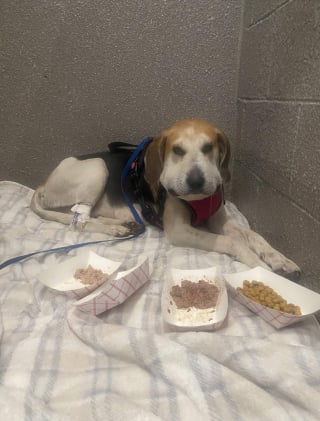 Illustration de l'article : Des nouvelles de la chienne enceinte &eacute;trangl&eacute;e par un fil m&eacute;tallique dont on conna&icirc;t maintenant la provenance et sous surveillance constante avec son chiot &agrave; na&icirc;tre 