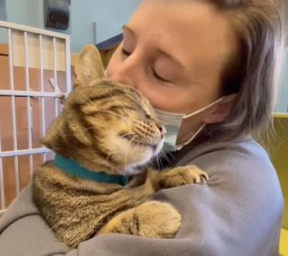 Illustration de l'article : Adopt&eacute;e sur le tard, cette chatte vit un pur moment de bonheur en d&eacute;couvrant pour la premi&egrave;re fois un oreiller (vid&eacute;o)