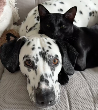 Illustration de l'article : &laquo; Digne d'un conte de f&eacute;es &raquo;, ils accueillent temporairement un chaton &agrave; adopter, mais leur chien refuse de le laisser partir (vid&eacute;o)