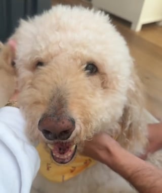 Illustration de l'article : R&eacute;unis pour dire adieu &agrave; leur vieux chien malade, ils assistent &agrave; un revirement inattendu qui d&eacute;fie les pronostics (vid&eacute;o)