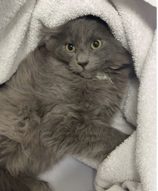 Illustration de l'article : Sauvé avec 21 autres chats effrayés par les humains, ce chaton est le premier du refuge à se faire adopter en 2026