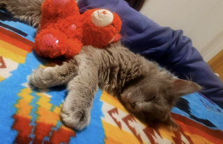 Illustration de l'article : Sauvé avec 21 autres chats effrayés par les humains, ce chaton est le premier du refuge à se faire adopter en 2026