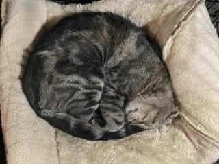 Illustration de l'article : &laquo; Il a appuy&eacute; sa t&ecirc;te dessus comme pour dire : "J'ai besoin d'aide" &raquo;, une b&eacute;n&eacute;vole tend la main &agrave; un chat malade et lui permet de trouver l'amour aupr&egrave;s d'une infirmi&egrave;re