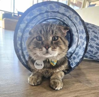 Illustration de l'article : &laquo; Il a appuy&eacute; sa t&ecirc;te dessus comme pour dire : "J'ai besoin d'aide" &raquo;, une b&eacute;n&eacute;vole tend la main &agrave; un chat malade et lui permet de trouver l'amour aupr&egrave;s d'une infirmi&egrave;re