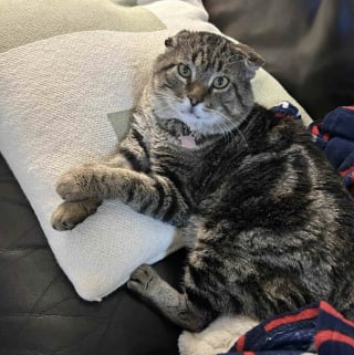 Illustration de l'article : &laquo; Il a appuy&eacute; sa t&ecirc;te dessus comme pour dire : "J'ai besoin d'aide" &raquo;, une b&eacute;n&eacute;vole tend la main &agrave; un chat malade et lui permet de trouver l'amour aupr&egrave;s d'une infirmi&egrave;re