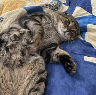 Illustration de l'article : &laquo; Il a appuy&eacute; sa t&ecirc;te dessus comme pour dire : "J'ai besoin d'aide" &raquo;, une b&eacute;n&eacute;vole tend la main &agrave; un chat malade et lui permet de trouver l'amour aupr&egrave;s d'une infirmi&egrave;re