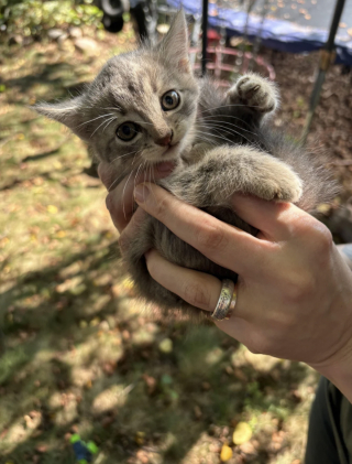 Illustration de l'article : &laquo; Un intrus a &eacute;t&eacute; trouv&eacute; dans ma cour &raquo;, une femme entend des miaulements pendant 2 jours et accueille un nouveau membre de la famille